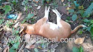 30-dogs-dead_bahrain