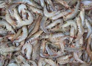 -illegally-caught-shrimps-confiscated_bahrain