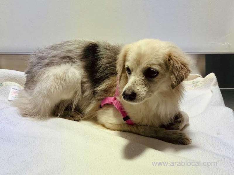 bahrain’s-track-invading-dog-is-rescued_bahrain