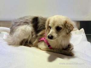 bahrain’s-track-invading-dog-is-rescued_bahrain