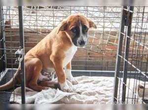 public-pet-park-with-shelter-for-stray-dogs-to-be-ready-in-three-years_bahrain