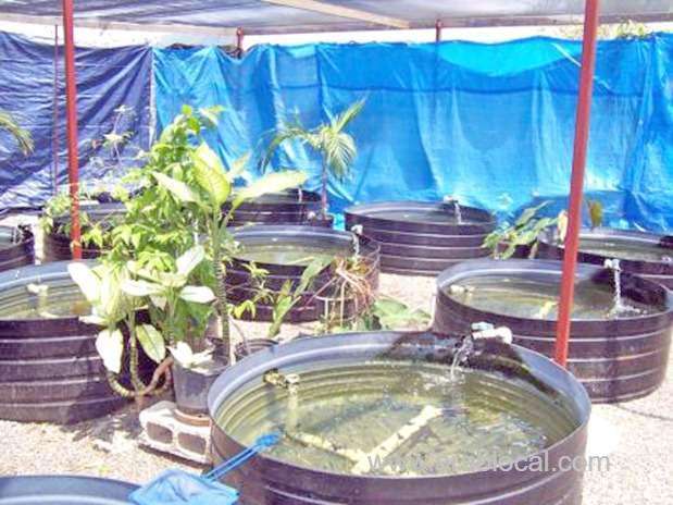 appeal-to-support-small-fish-farmers_bahrain