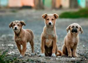 neutering-jab-‘can-curb-stray-dog-population’_bahrain