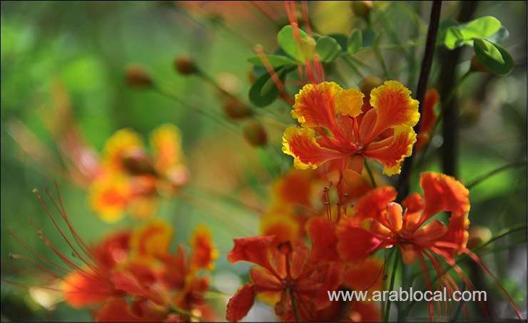 bahrain-weather-forecast--october20_bahrain