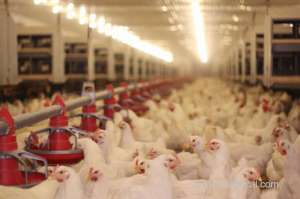 more-licences-for-chicken-slaughterhouses-planned_bahrain