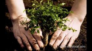 trees-planted-in-tubli_bahrain