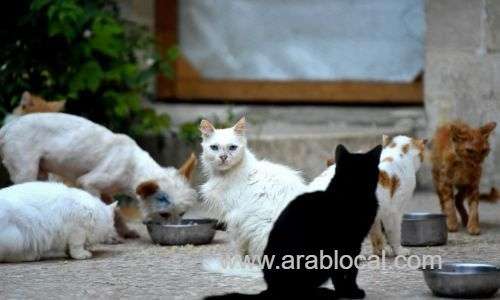 150-abandoned-cats-discovered-in-the-desert-of-the-uae,-left-to-die_bahrain