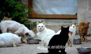150-abandoned-cats-discovered-in-the-desert-of-the-uae,-left-to-die_bahrain