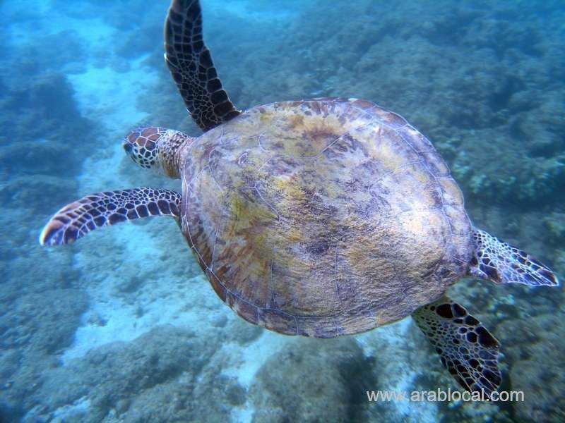 reduced-in-number-of-dead-turtles_bahrain