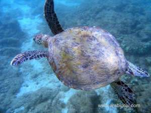 reduced-in-number-of-dead-turtles_bahrain