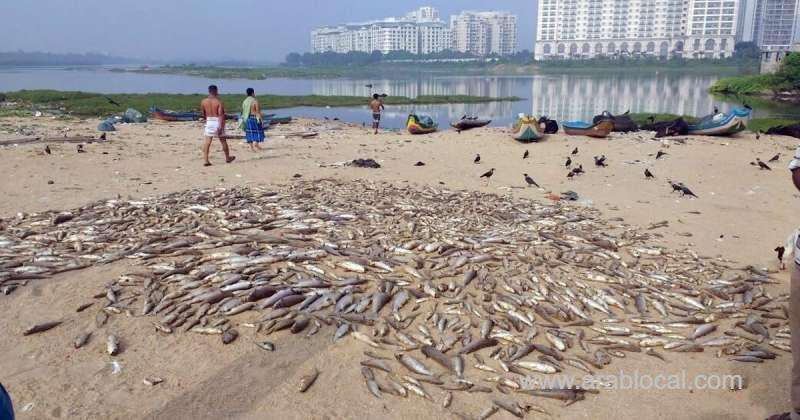 investigation-on-thousands-dead-fish-wash-ashore_bahrain