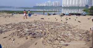 investigation-on-thousands-dead-fish-wash-ashore_bahrain