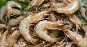 3-arrested-for-violating-shrimp-ban_bahrain