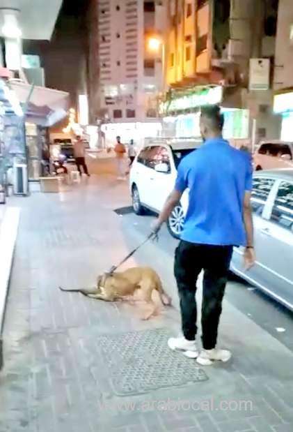 outrage-as-pitbull-mauls-cat-to-death_bahrain
