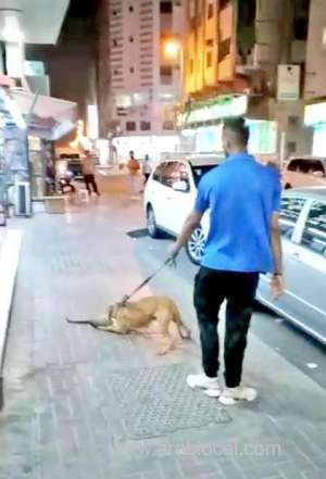 outrage-as-pitbull-mauls-cat-to-death_bahrain