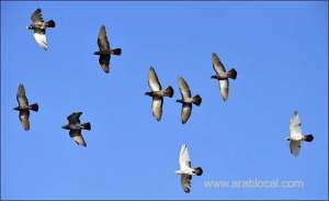 february-2020-warmer-than-normal-in-temperatures-and-below-average-precipitation_bahrain