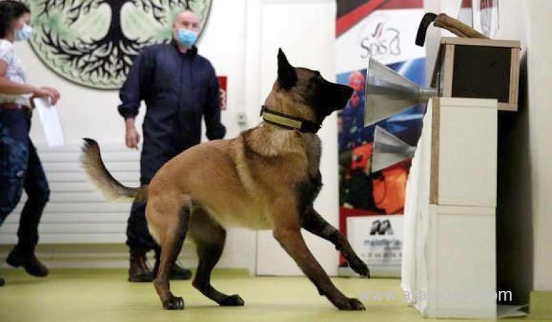 dogs-can-smell-coronavirus-in-infected-people-armpit-sweat---report_bahrain