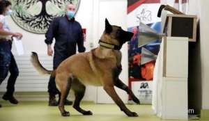 dogs-can-smell-coronavirus-in-infected-people-armpit-sweat---report_bahrain