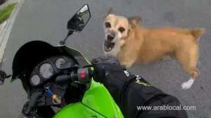 traffic-accident-caused-by-a-stray-dog_bahrain