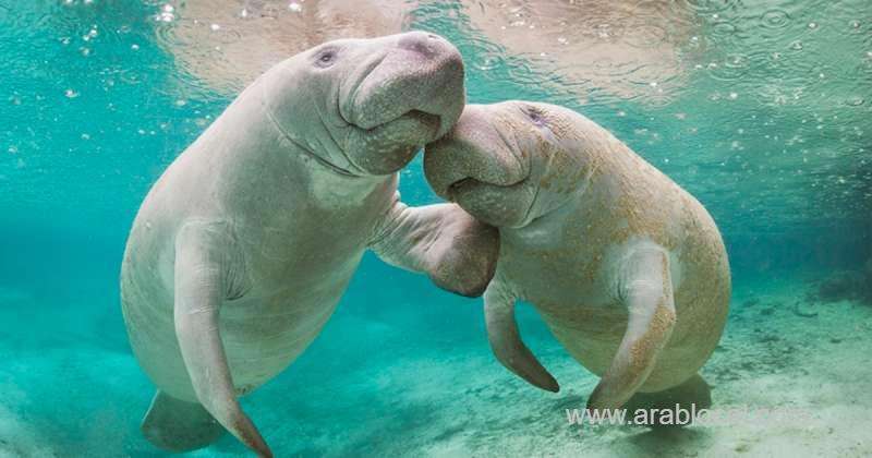 bahrain-places-second-globally-in-largest-‘sea-cow’-gathering_bahrain