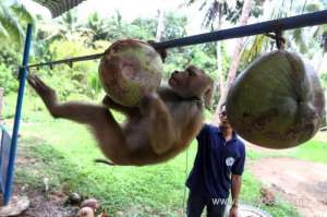 thai-monkey-trainer-rejects-peta-claims-on-coconut-harvesting_bahrain